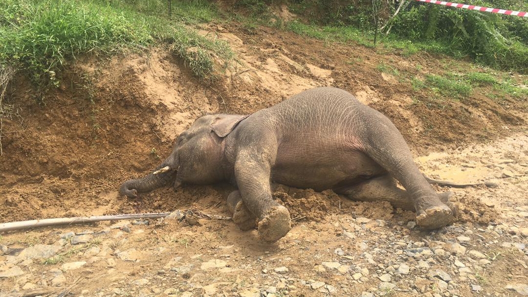 Gajah Pygmy Borneo ditemui mati di LD