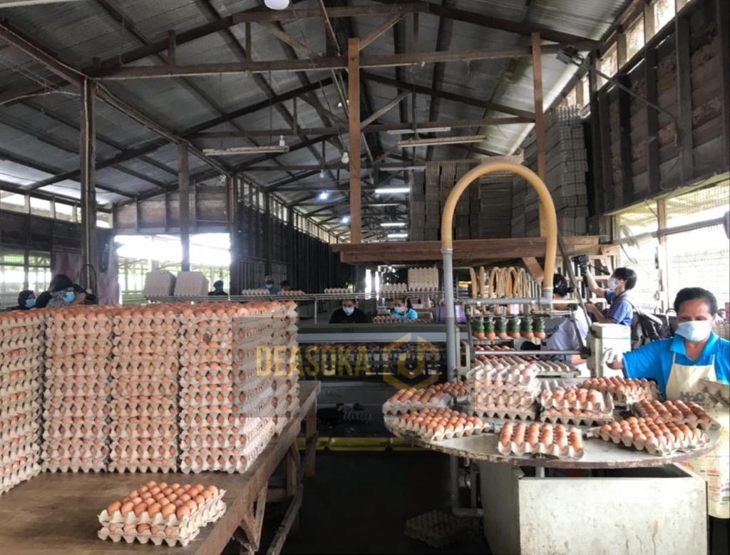 246,000 telur ayam tampung permintaan di Sandakan