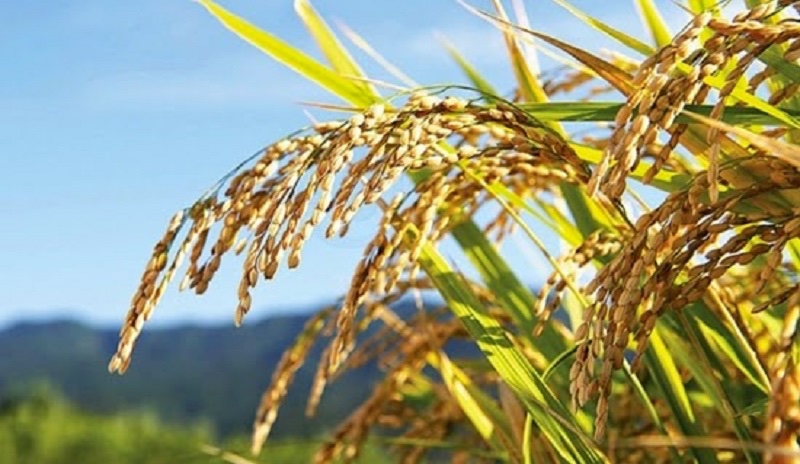 Varieti padi berhasil tinggi diperkenalkan di Sabah