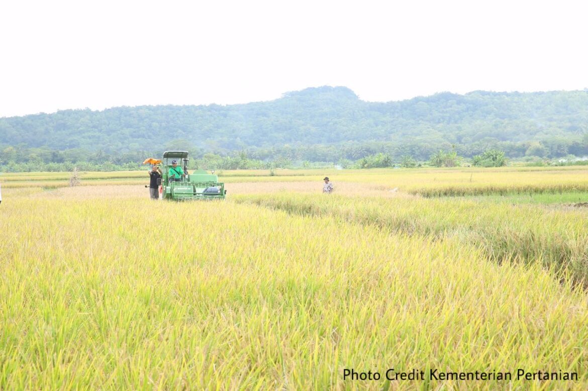 Industri padi dan beras Sabah merosot