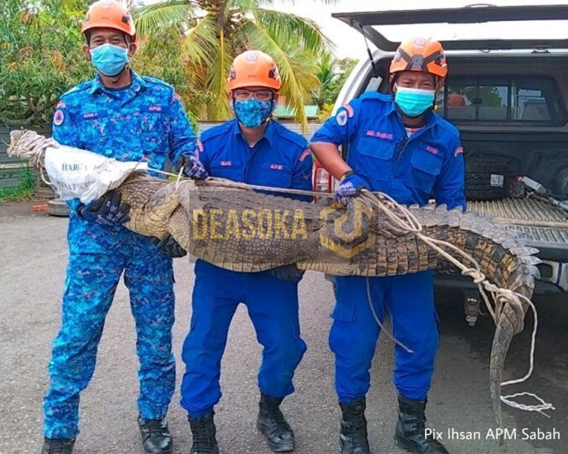 Buaya 150 kilogram ‘terdampar’ di parit ditangkap