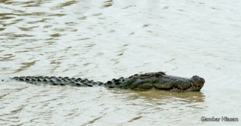 buaya gambar hiasan