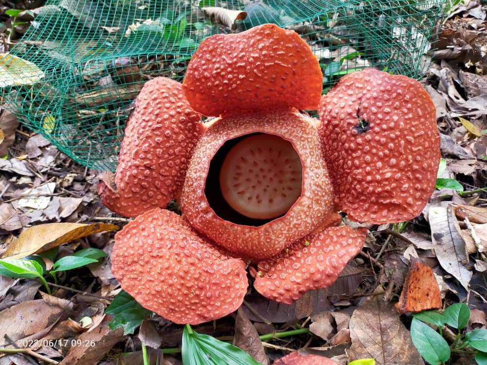 Rafflesia mekar di Taman Pertanian Sabah, Tenom