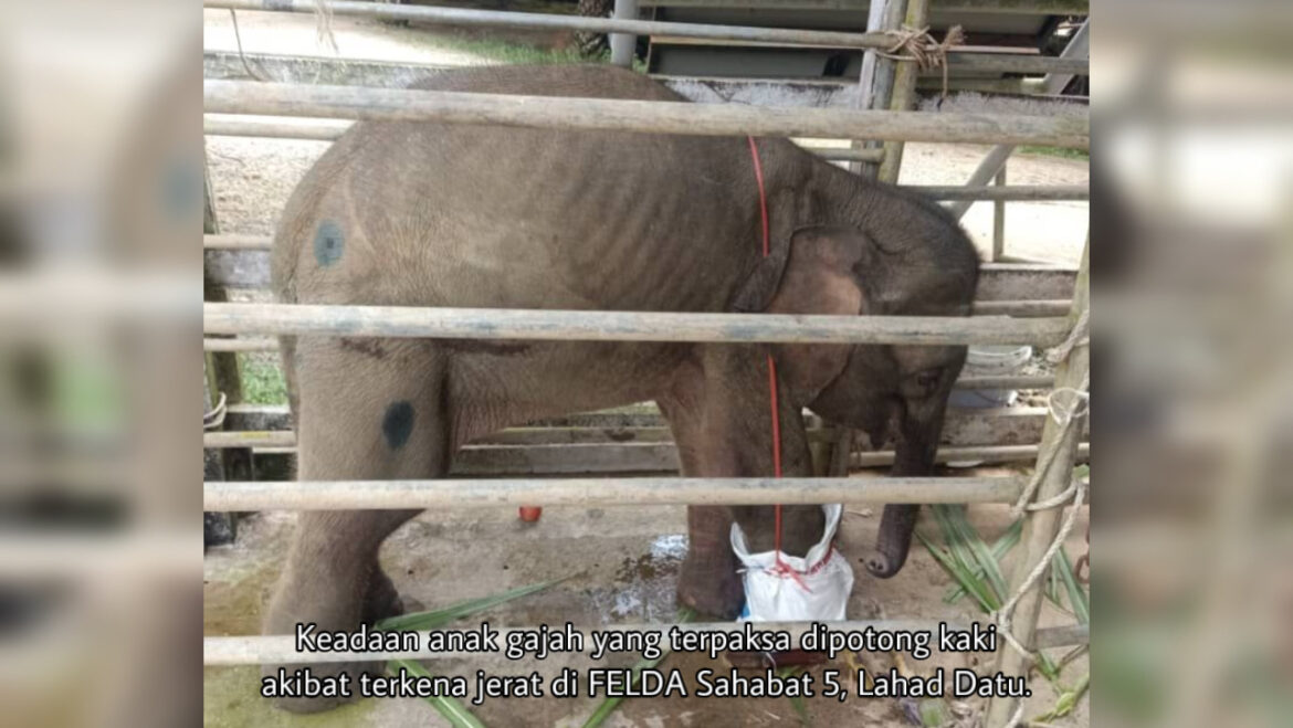Kaki anak gajah terpaksa dipotong akibat terkena jerat