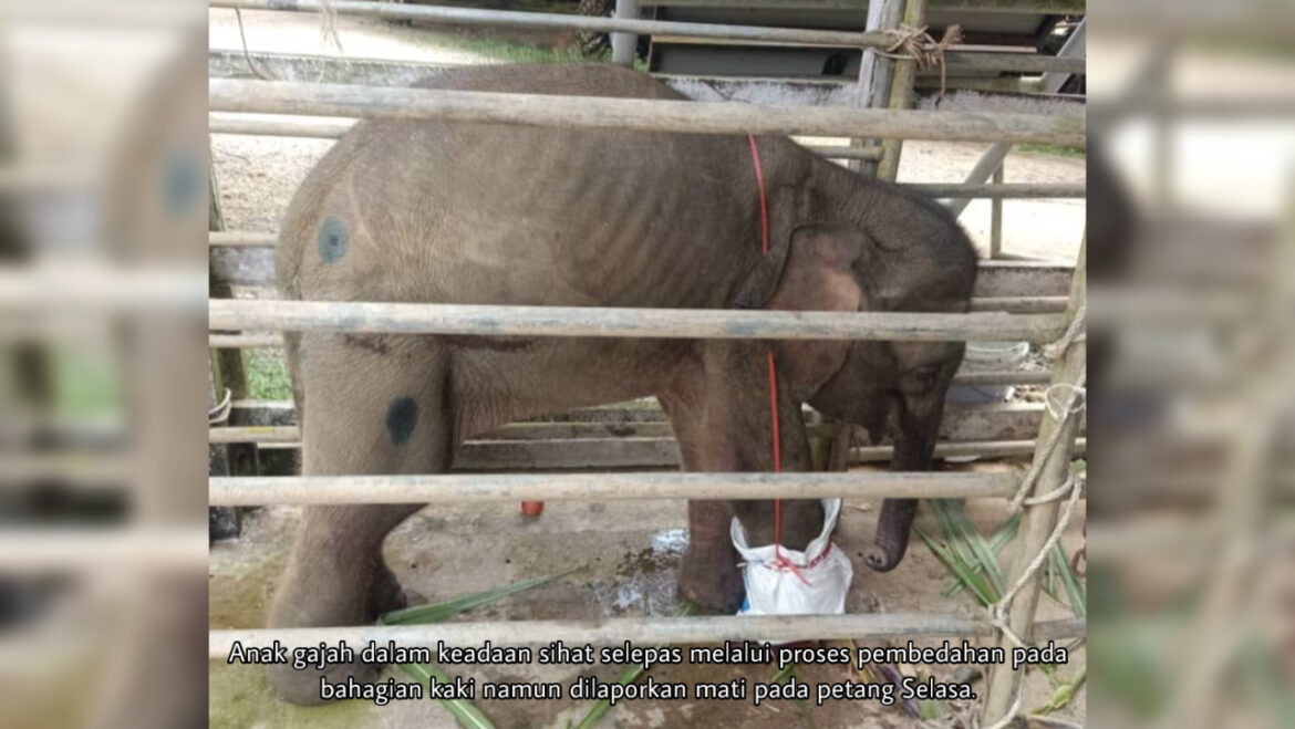 Anak gajah yang diselamatkan akhirnya mati