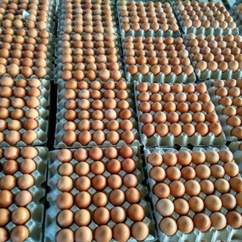 Bekalan telur ayam stabil – Jeffrey