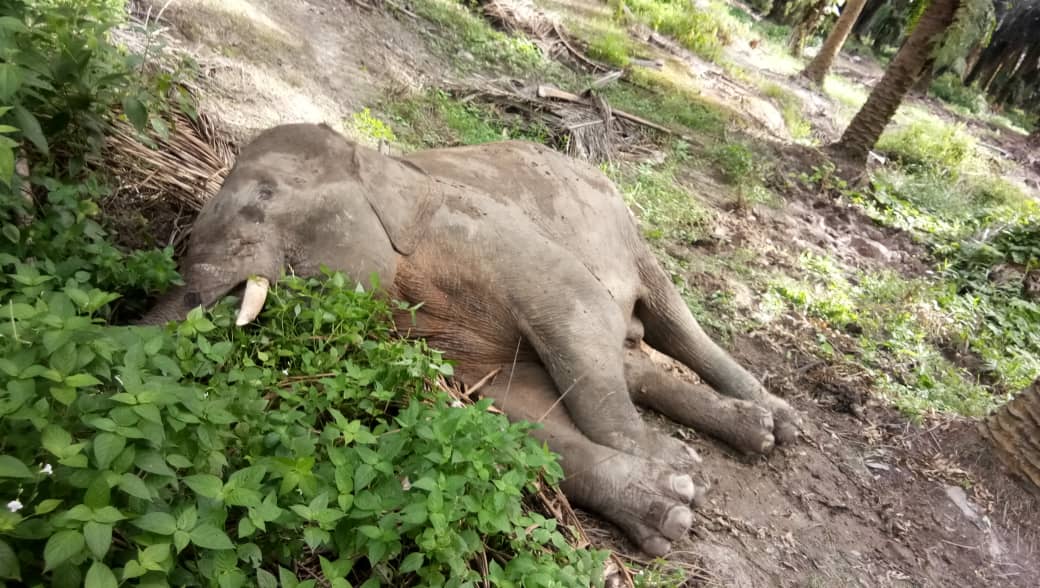 Gajah dewasa ditemui mati di ladang kelapa sawit