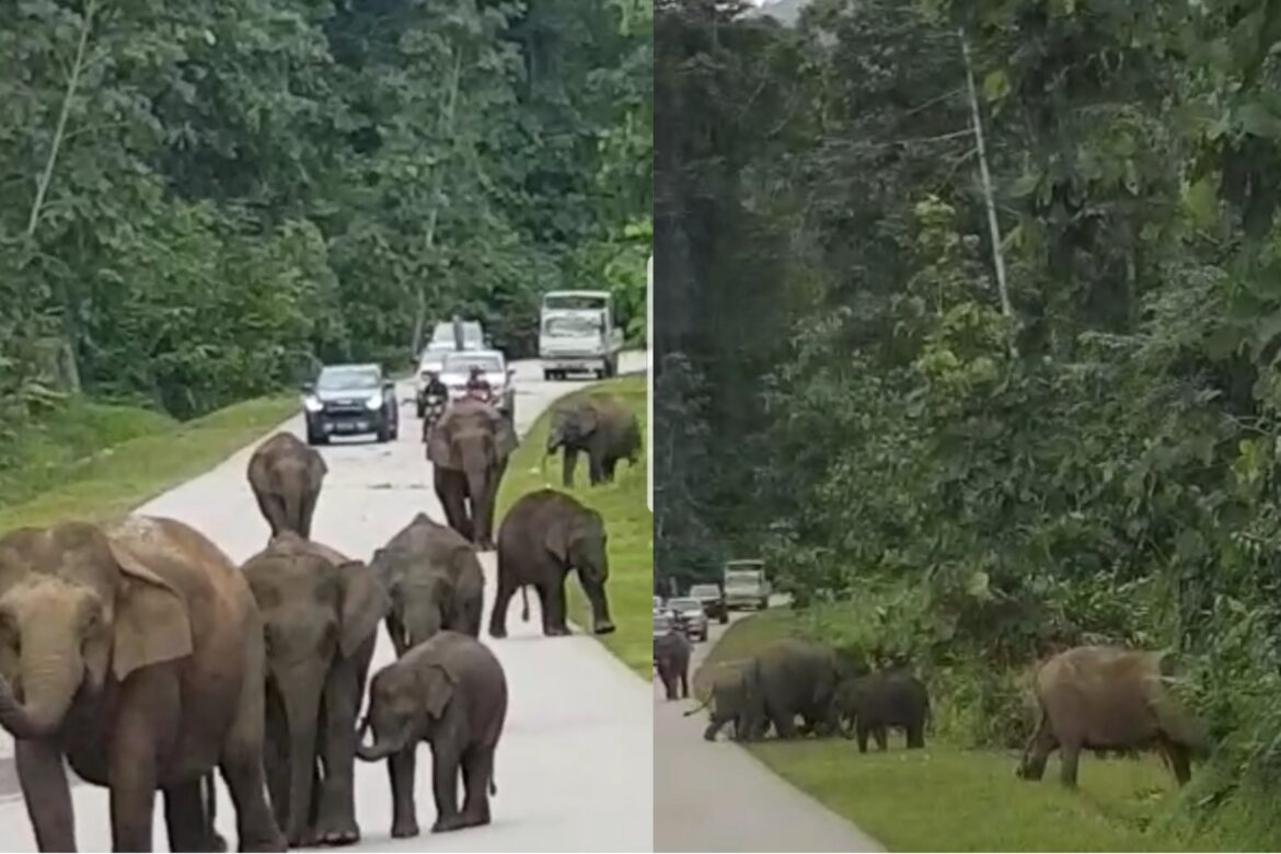 Kawanan gajah di Jalan Sapulut-Kalabakan: Orang ramai dinasihat berhati-hati, elak provokasi