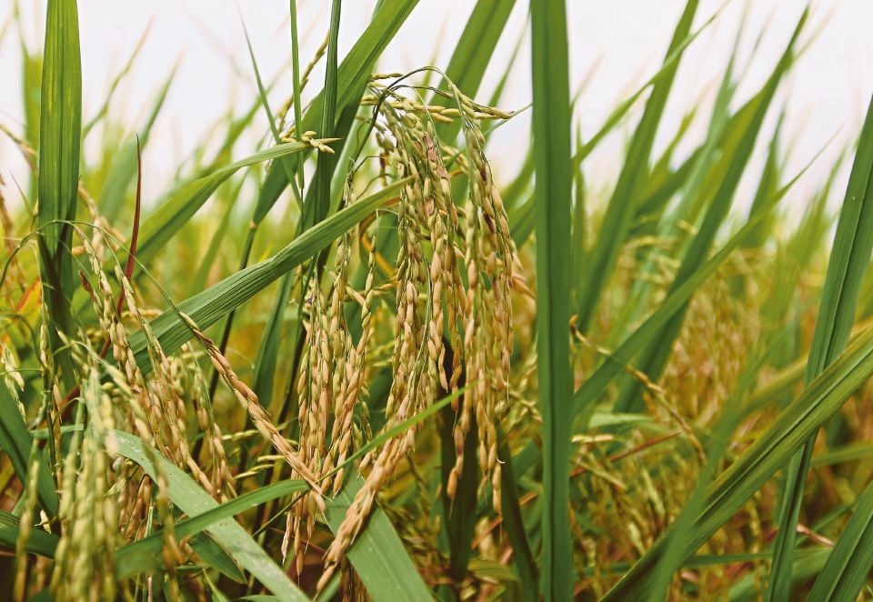Persidangan DUN: Usaha capai 60 peratus SSL tanaman padi diteruskan