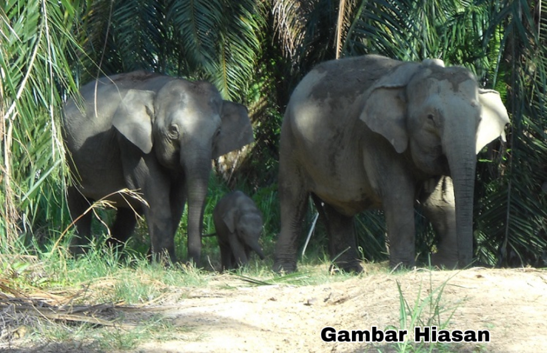 Gajah merbahaya ditempatkan di kawasan pengasingan – JHL Sabah