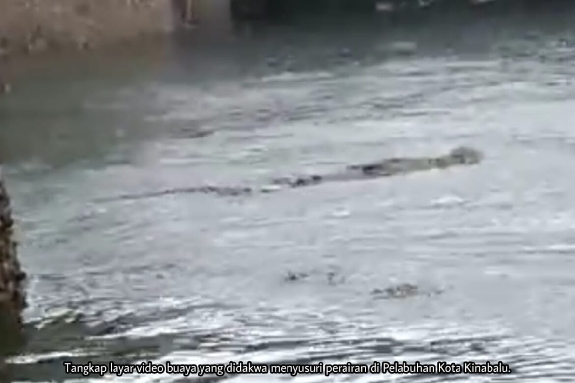 Video buaya ‘berenang’ bukan di perairan Kota Kinabalu – JHL Sabah
