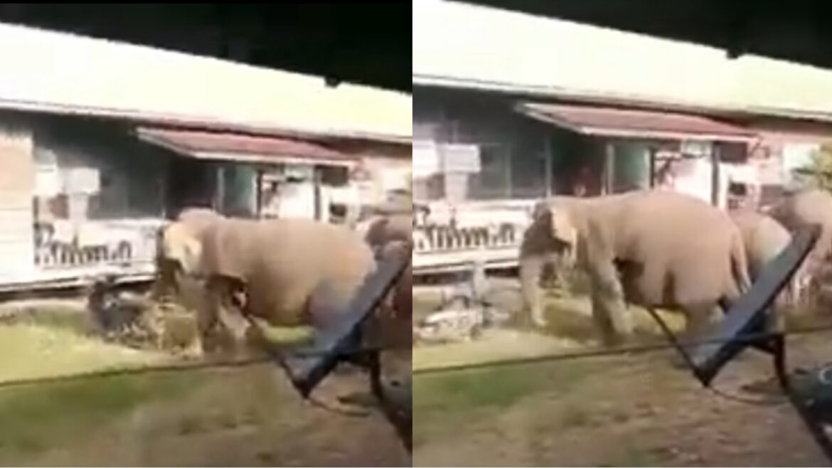 Kawanan gajah ‘jalan-jalan’ depan rumah, sempat ‘sepak’ motosikal