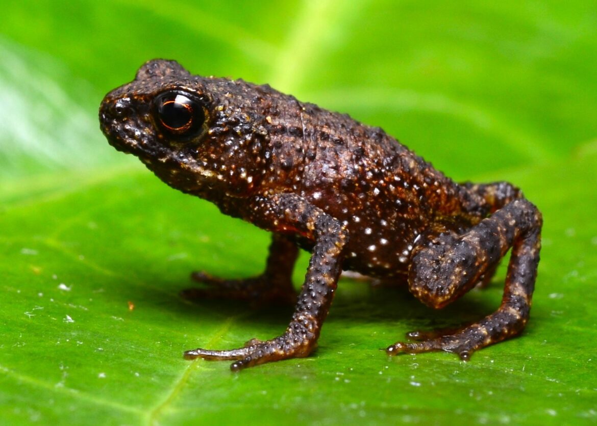 Researchers from UMS and Sabah Parks rediscover critically endangered toad